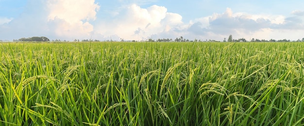 Reisfelder Reis in der Erntezeit Reisfelder am Morgen