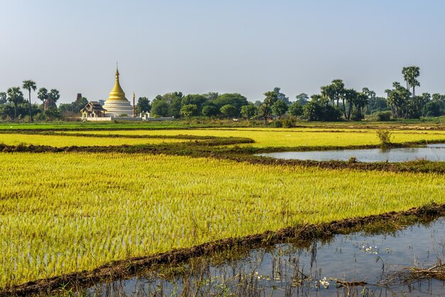 Reisfelder und ein Stupa in der Nähe von Mandalay Myanmar