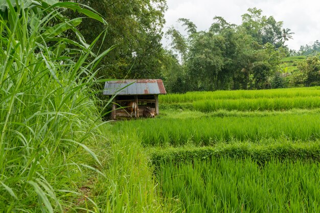 Reisfelder von Bali am bewölkten bewölkten Tag mit etwas Regen
