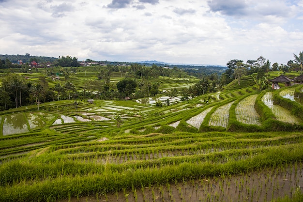 Reisfelder von Jatiluwih in Südost-Bali