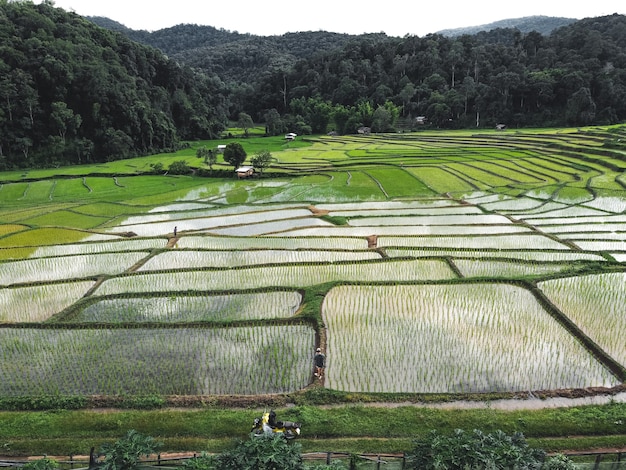 Reisfelder zu Beginn des Anbaus in Asien