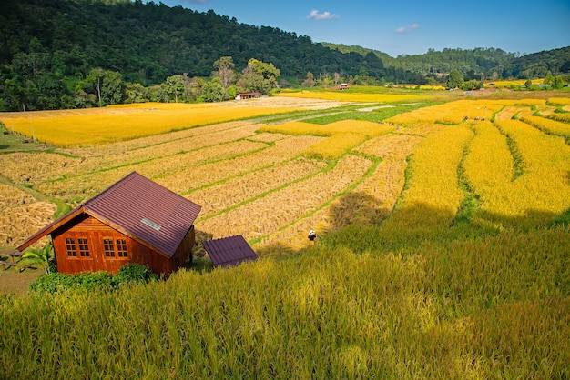 Reisfeldterrassen bei Mae Klang Luang, Gastfamilie Chiangmai, Thailand