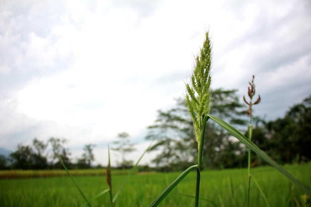 Reisgraspflanze, Echinochloa crus-pavonis