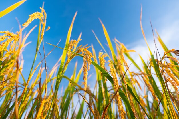 Reisohr auf dem Feld. Goldene Reisohren aus der Sicht einer Ameise.