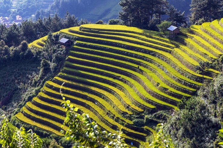 Foto reispflanze auf terrassenförmigen feldern auf dem berg mu cang chai, vietnam