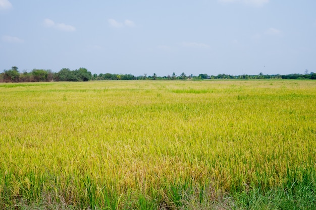 Reispflanze, grüner Naturhintergrund, Biokost