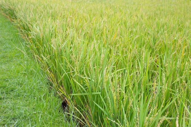 Reispflanze im Reisfeld