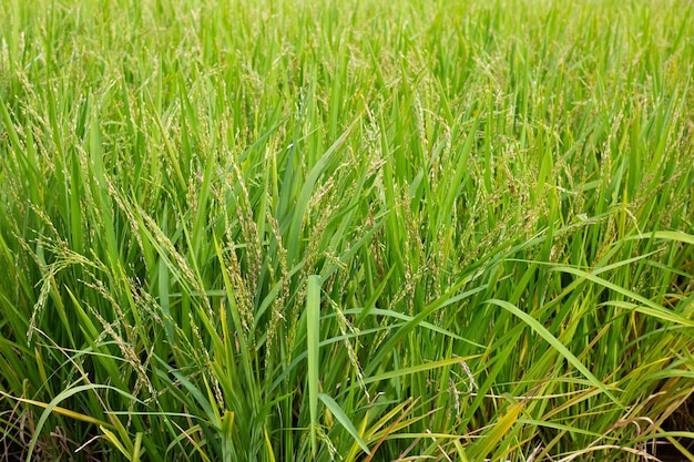 Reispflanze im Reisfeld