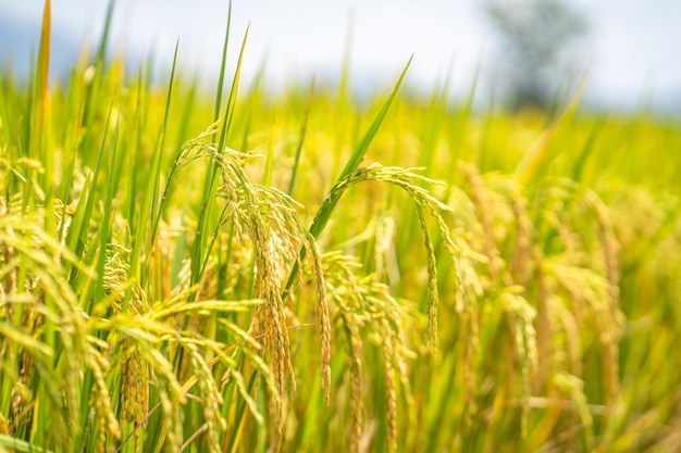 Reispflanzen auf einem Feld, in der oberen linken Ecke scheint die Sonne.