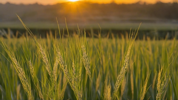 Reispflanzen auf einem Feld mit der Sonne an der Spitze