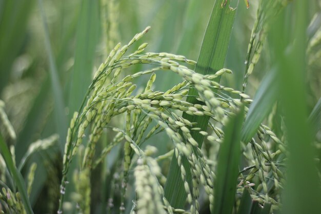 Reispflanzen auf einem Feld mit grünem Hintergrund