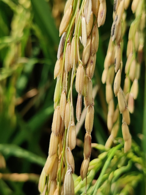 Reispflanzen wachsen in einem Feld, das Reis genannt wird.