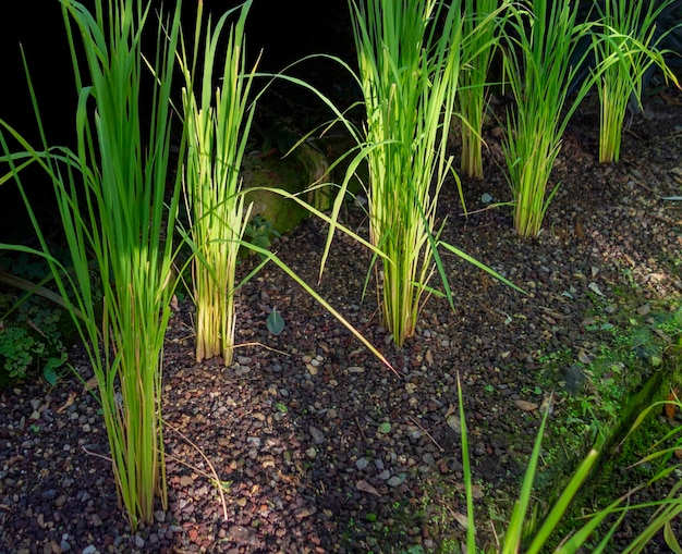 Reispflanzen