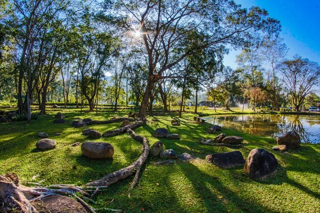 Reißzahn-heiße Frühlinge Chiang Mai Thailand