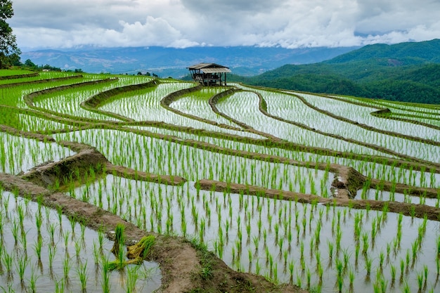 Reisterrance in der grünen Jahreszeit Chiangmai Thailand