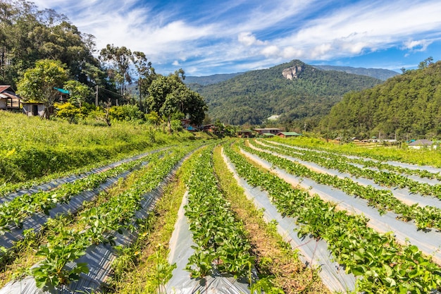 Reisterrassen, Bauernhöfe, Hügel und blauer bewölkter Himmel. Erntezeit für Reis. Doi Inthanon, Chiang Mai. Thailand.