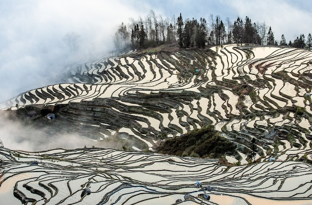 Reisterrassen der Provinz Yunnan inmitten des malerischen Morgennebels. Yuanyang County. China.