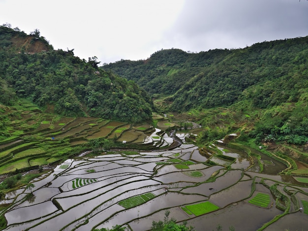 Reisterrassen in Banaue in Philippinen