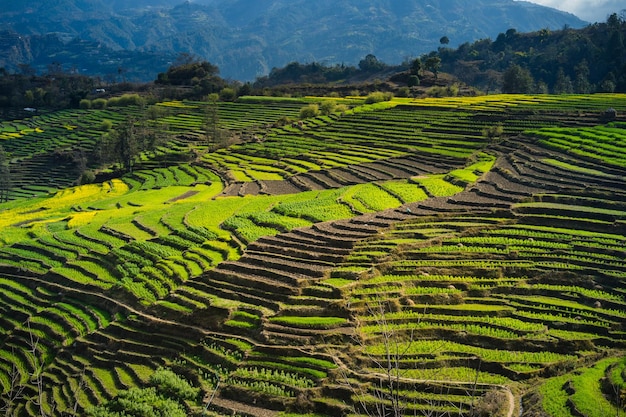 Reisterrassen in den Bergen von Sapa