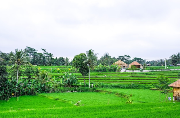 Reisterrassen. Traditionelle Reisfelder in Bali. Grüner Reisfeldbauernhof