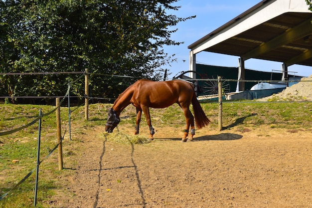 Reiten auf dem Land