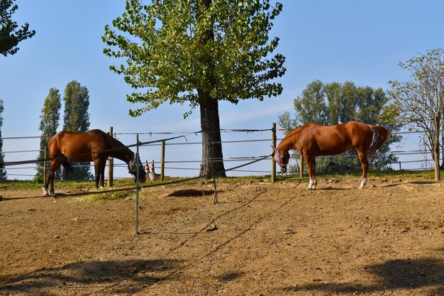 Reiten auf dem Land