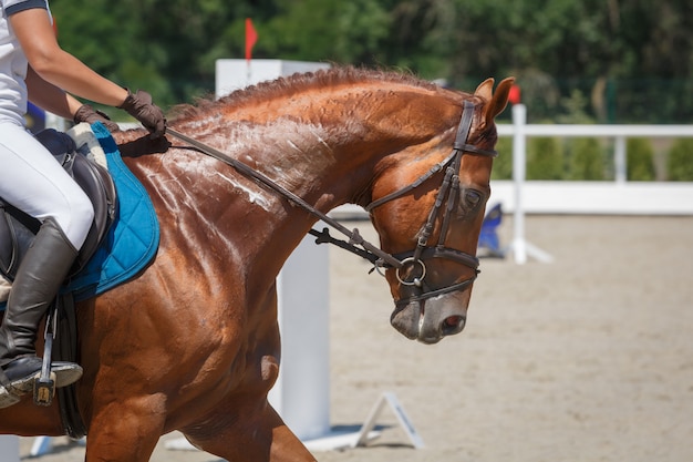 Reiter reitet auf dem Kastanienpferd reitet auf einer Hippodrom-Nahaufnahme