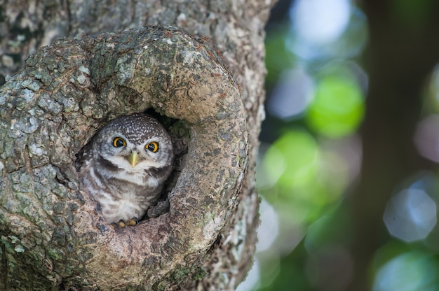 Reizender Vogel, beschmutzte junge Eule