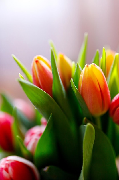 Reizendes Tulpenstraußblumen-Grenzlayout für Frühlingsferien-Muttertag-Grußkarte