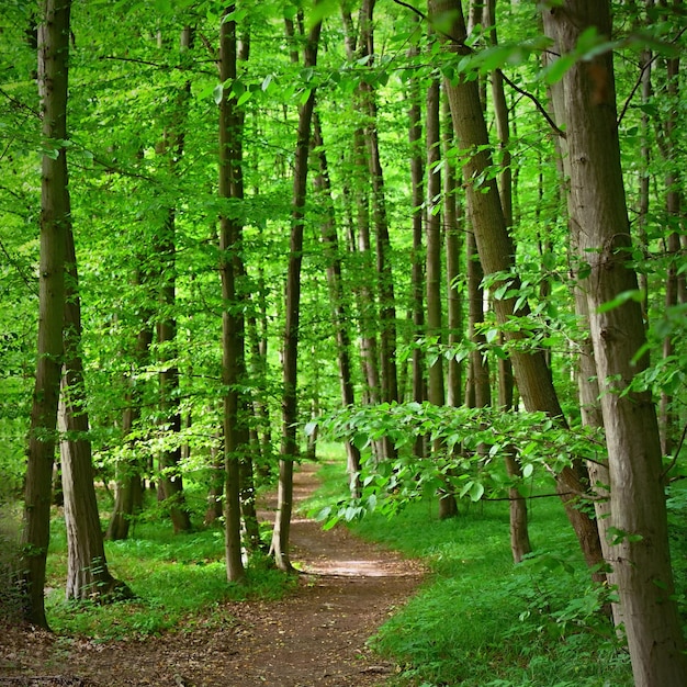 Relajación natural y meditación para la salud mental Bosque de primavera verde Fondo natural colorido en bosque caducifolio con árboles