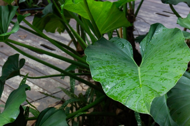 Relajado en el mercado de plantas al aire libre, Stock Photo