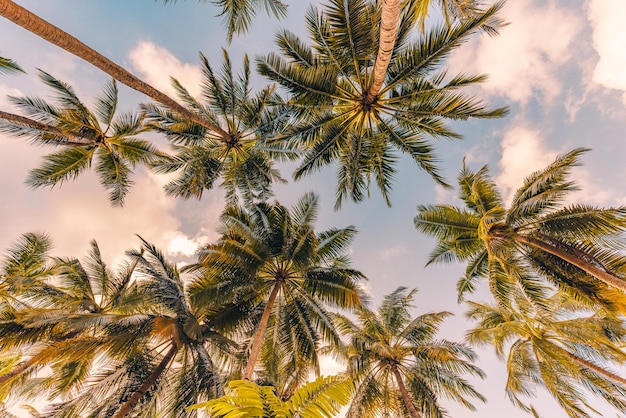 Relajante puesta de sol en la playa. Palmeras con cielo como patrón de naturaleza tropical exótica. textura natural