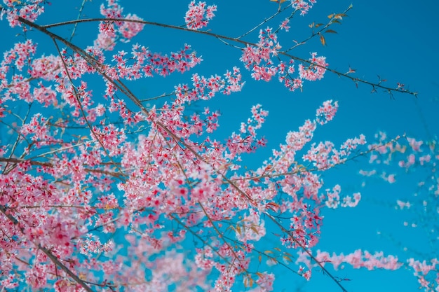 Relajarse en la zona arbórea de la primavera Sakura Flower Cherry Blossom Nang Phaya Sua Krong flor en Chiang Mai Tailandia