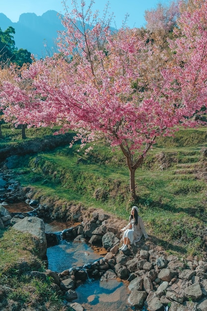 Relajarse en la zona arbórea de la primavera Sakura Flower Cherry Blossom Nang Phaya Sua Krong flor en Chiang Mai Tailandia