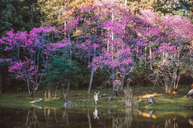 Relajarse en la zona arbórea de la primavera Sakura Flower Cherry Blossom Nang Phaya Sua Krong flor en Chiang Mai Tailandia