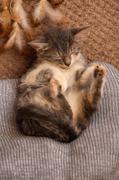 Relaxando com animal de estimação em um sofá Gatinho dormindo no cobertor