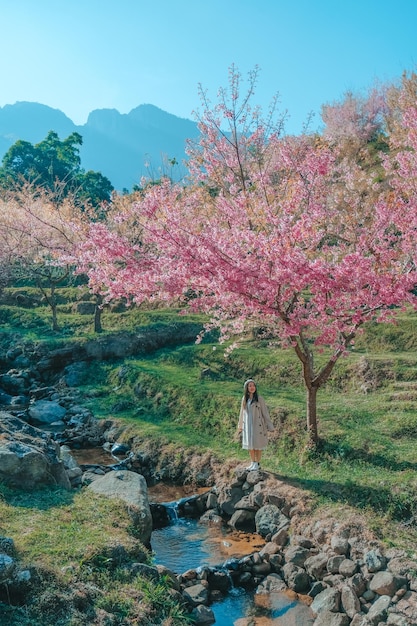 Relaxando na área das árvores da flor de primavera Sakura Flower Cherry Blossom Nang Phaya Sua Krong em Chiang Mai Tailândia