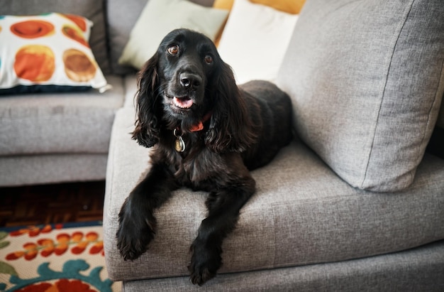 Relaxe a lealdade e um cachorro de estimação em um sofá no salão de uma casa como animal de estimação doméstico ou companheiro Sofá na sala de estar e um lindo cocker spaniel esperando em uma casa com confiança enquanto estava deitado na mobília