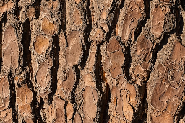 Relieftextur der braunen Rinde eines Baumes aus der Nähe