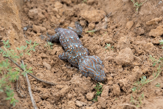 Relleno de geckos muertos