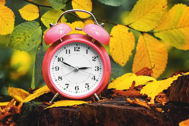 Reloj, despertador en el bosque de otoño en un tocón entre hojas de colores