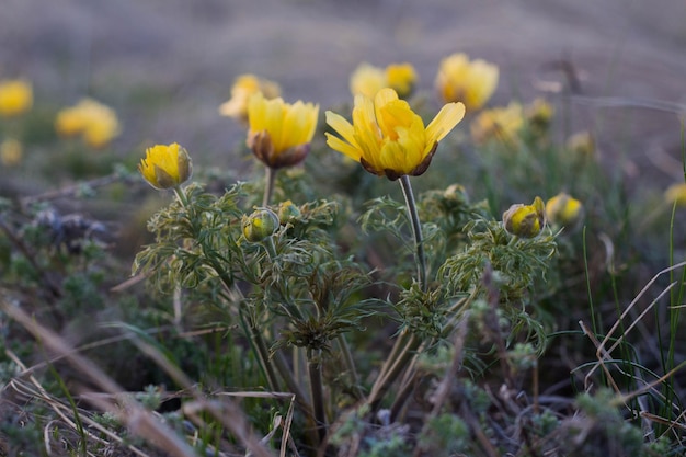 Remédio homeopático planta adonis vernalis