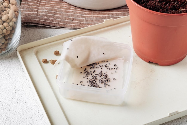 Remojar las semillas de albahaca antes de plantarlas en el suelo