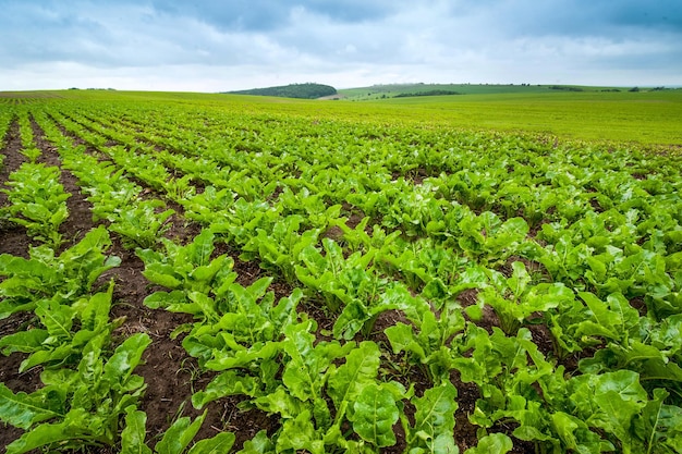 La remolacha azucarera cierra filas de tema agrícola de remolacha joven