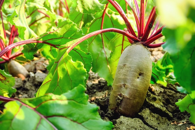 la remolacha crece en el jardín de una granja de verduras. concepto de cultivo de hortalizas y remolacha