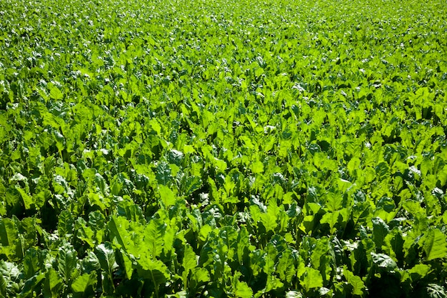 Remolacha verde para la producción de azúcar en el ámbito agrícola