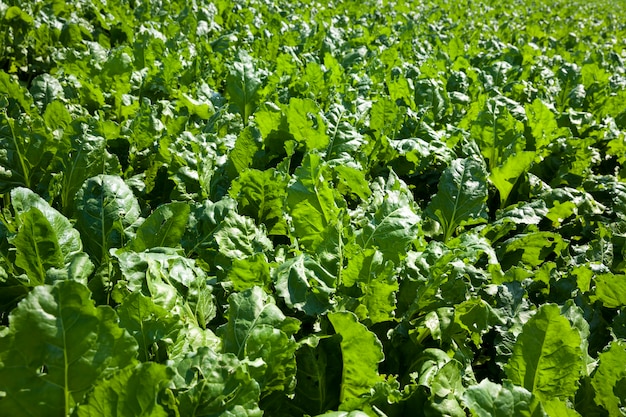 Remolacha verde para la producción de azúcar en el ámbito agrícola