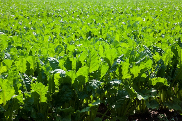 Remolacha verde para la producción de azúcar en el ámbito agrícola