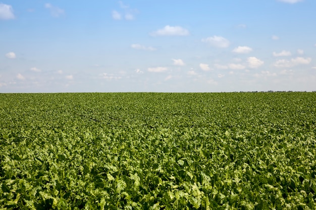 Remolacha verde para la producción de azúcar en el campo agrícola, partes verdes de la planta de remolacha azucarera en la temporada de verano