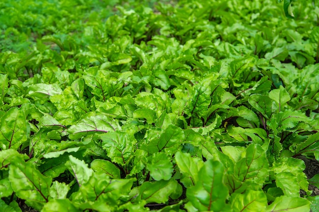 Las remolachas crecen en el jardín.